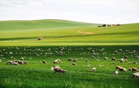 描述草原的成分