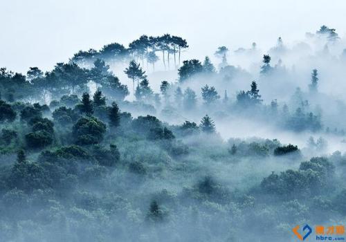 描述晨雾的成分