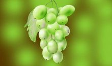 一串葡萄读后感