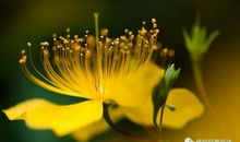 泰戈尔金色花读后感