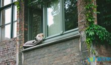 窗外的风景作文