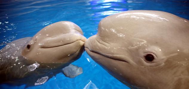 白鲸记英文读后感