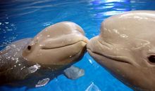 白鲸记英文读后感