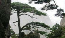 黄山奇松读后感