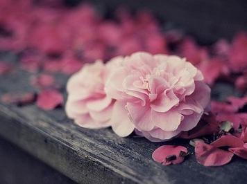 2018山东聊城高中入学考试全场作文:看花(2)