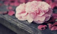 2018山东聊城中考满分作文：守望花开（二）