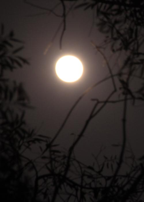 中秋月夜作文500字