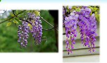 紫藤萝瀑布读后感