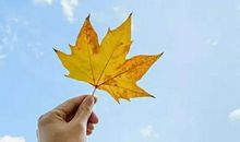 秋天的落叶作文