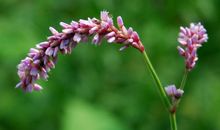 我心目中的春天800字