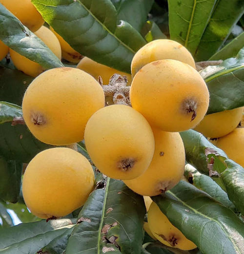 描述lo树的成分