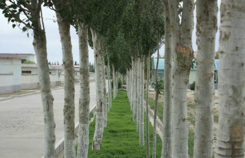 邱少云看完600字