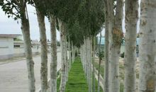 邱少云读后感600字