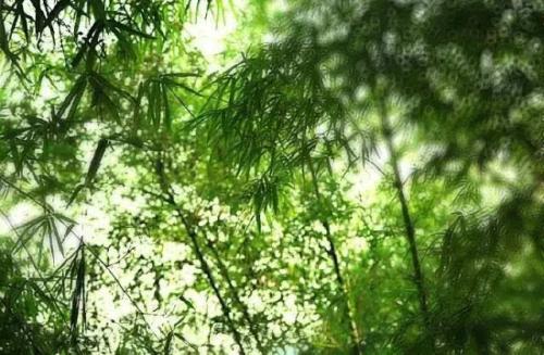 经典语录：伟大的智慧必须谦虚，伟大的仁慈必须宽容