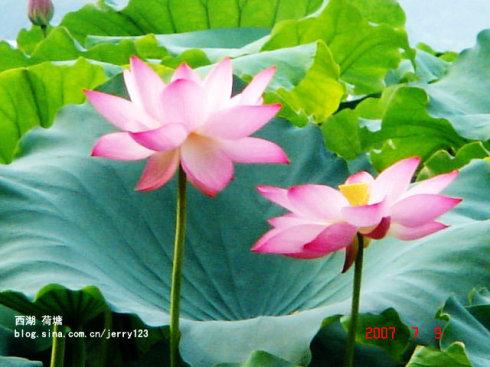 关于西湖的思考