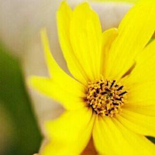 看完泰戈尔的金花