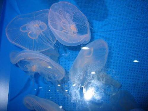 关于阅读《水母与小牧羊人》的思考