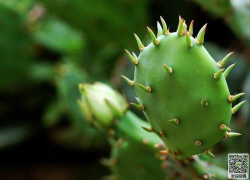 仙人掌的启蒙组成