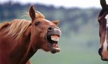 《懒马的下场》读后感