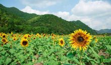 美丽的向日葵作文