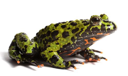 描述青蛙声音的成分