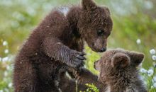 小熊的森林读后感