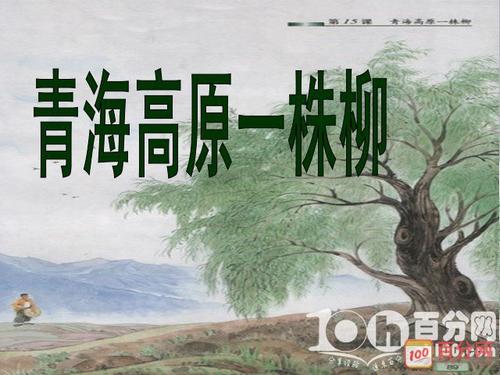 关于青海高原读书柳树的思考