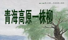 青海高原一株柳读后感