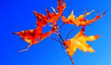 秋天的况味读后感