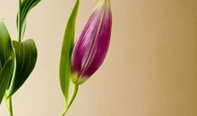 朗读者蒋雯丽林清玄《百合花开》