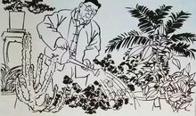 养花老舍读后感