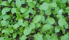 家乡的菜园作文