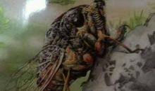 昆虫记蝉和蚁读后感