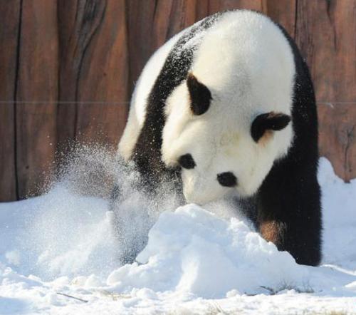看完嚼科学动物卷并吃老鼠的熊猫后