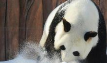 大嚼科学动物卷吃老鼠的熊猫读后感