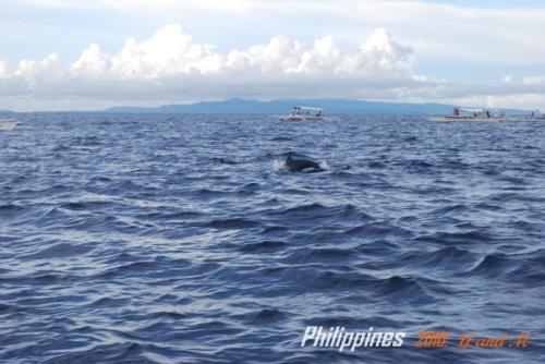 阅读200字后的蓝海豚岛