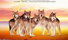 狼性执行读后感