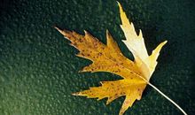 2013年高考满分作文江苏卷：一叶知秋