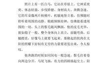 关于马的作文200字