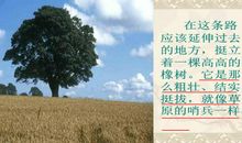 路旁的橡树读后感