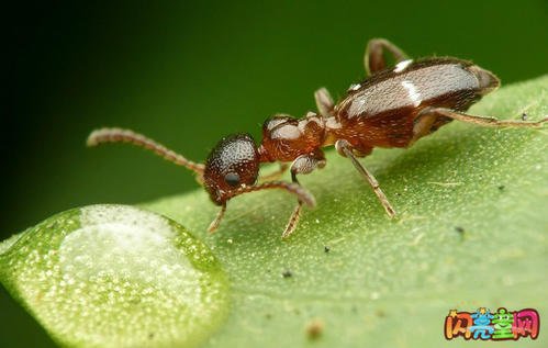 蚂蚁团结的启示