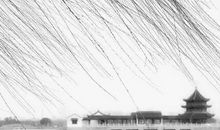 冬天的柳树作文