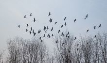 飞鸟集读后感800