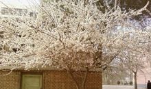 迟来的春天作文