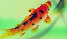 金鱼和鲤鱼读后感