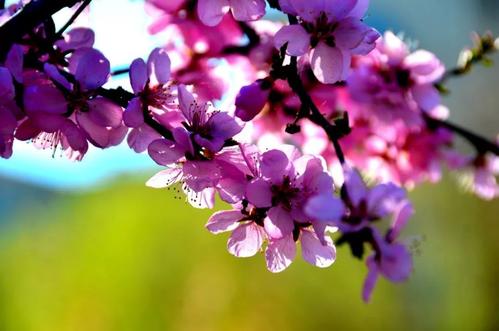 看完我心中的樱花