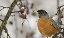 鸟是树的花朵读后感