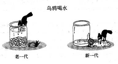 乌鸦饮用水成分
