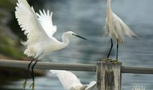 关于白鹭的读后感