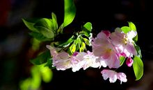 春天花会开作文